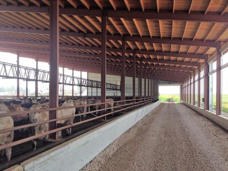Structured Beef Roughage System Steel Structure Feedlot Facility for Beef Cattle in Riyadh, Saudi ...